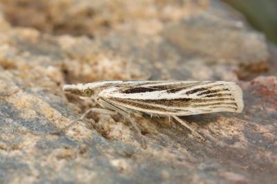 Catoptria digitellus