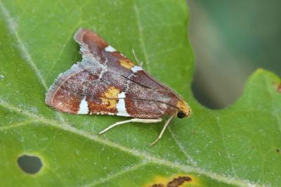 Pyralis sagarrai