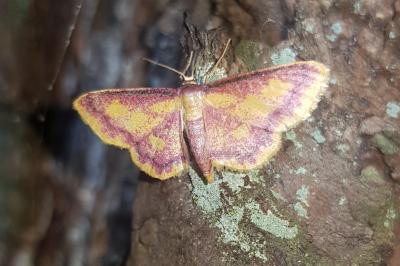Idaea muricata