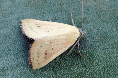 Raparna conicephala