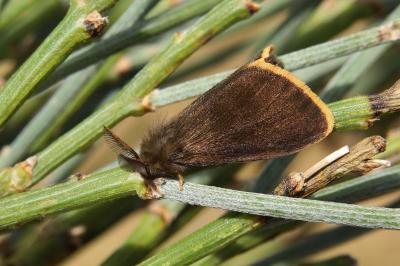 Orgyia aurolimbata