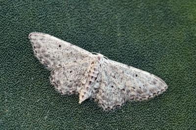 Idaea incisaria albarracina