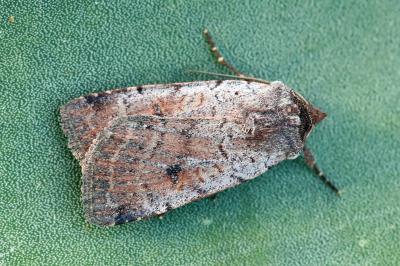 Protolampra sobrina