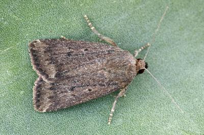 Amphipyra tragopoginis