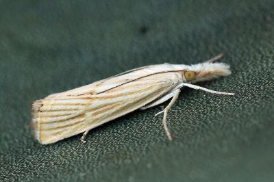 Xanthocrambus delicatellus