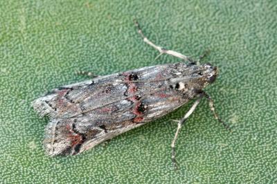 Pempelia palumbella