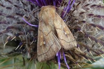 Mythimna conigera