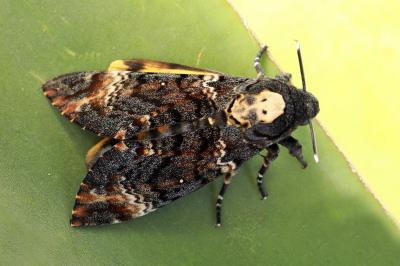 Acherontia atropos