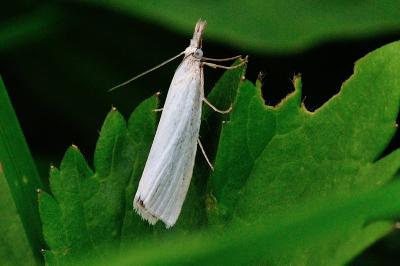 Crambus perlellus