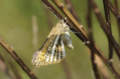 Isturgia limbaria limbaria