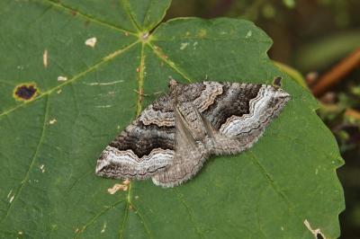 Scotopteryx coelinaria