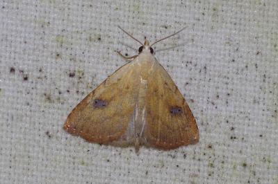 Rivula sericealis