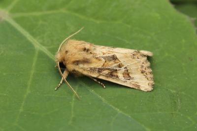 Luperina dumerilii