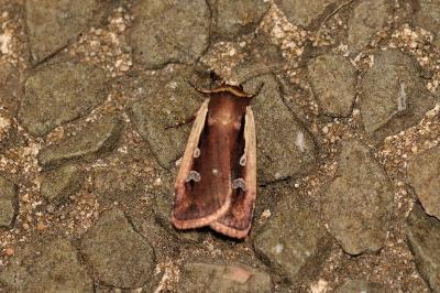 Ochropleura plecta