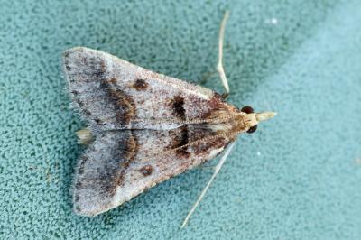 Stemmatophora brunnealis