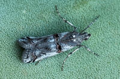 Pempelia palumbella