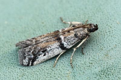 Ephestia welseriella