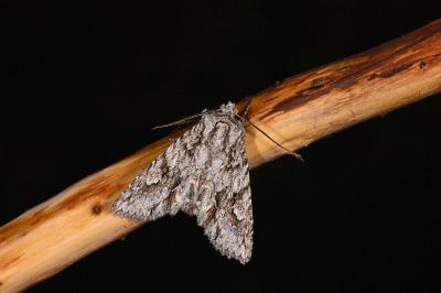 Meganephria bimaculosa
