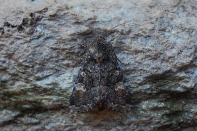 Apamea rubrirena