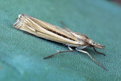Ancylolomia tentaculella