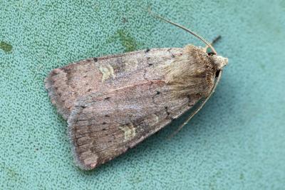 Xestia xanthographa