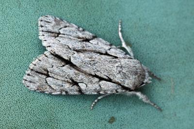 Acronicta psi
