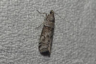 Acrobasis romanella