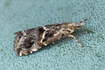 Euchromius cambridgei