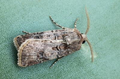 Agrotis bigramma