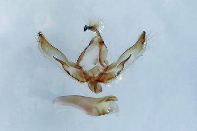 Agrotis bigramma