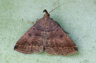 Polypogon plumigeralis