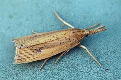 Chilo phragmitellus