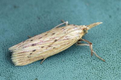 Ematheudes punctella