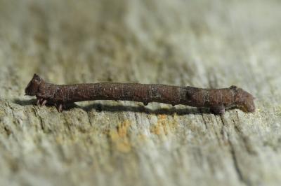 Biston betularia