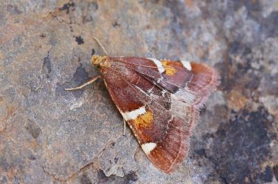 Pyralis sagarrai