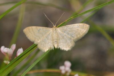 Idaea dilutaria