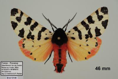 Arctia tigrina