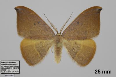 Watsonalla uncinula
