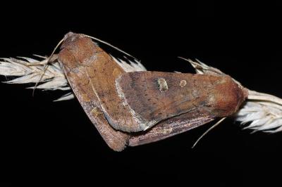 Xestia xanthographa