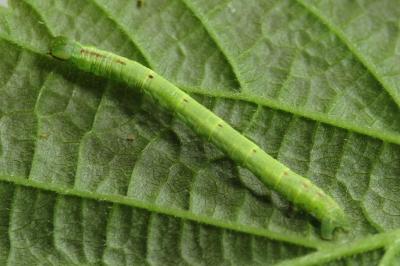 Cabera pusaria