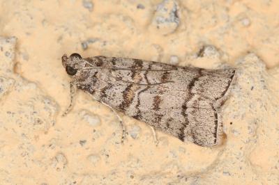 Dioryctria mendacella