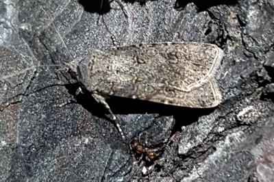 Agrotis segetum