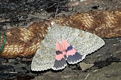 Catocala elocata