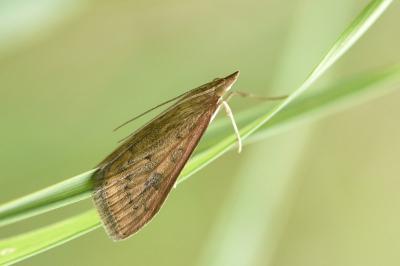 Udea ferrugalis