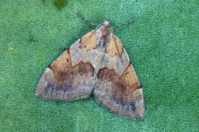 Pennithera firmata firmata