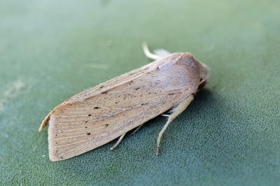 Rhizedra lutosa