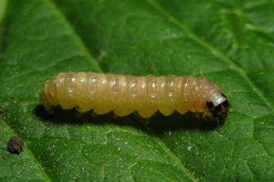 Anania hortulata