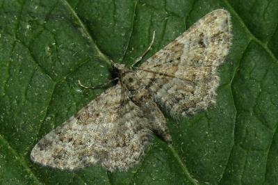 Gymnoscelis rufifasciata
