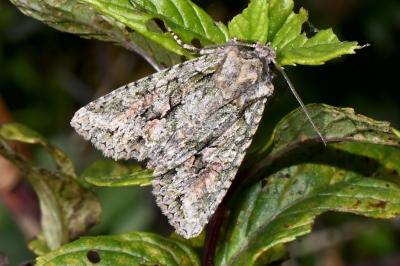 Dryobotodes eremita