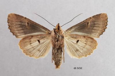 Trigonophora flammea